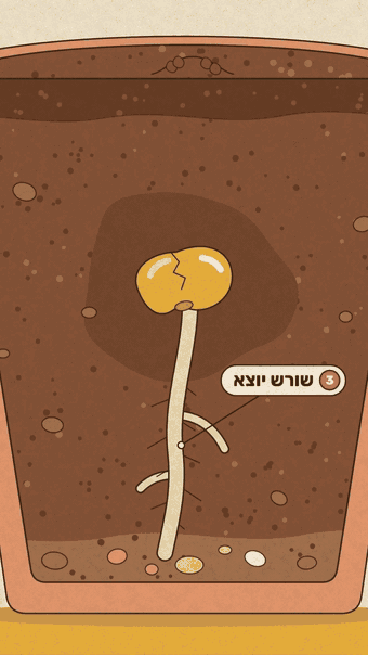 מבט לתוך עציץ, שבו זרע מוציא שורש ונבט עם שני עלים, עם תוויות בעברית
